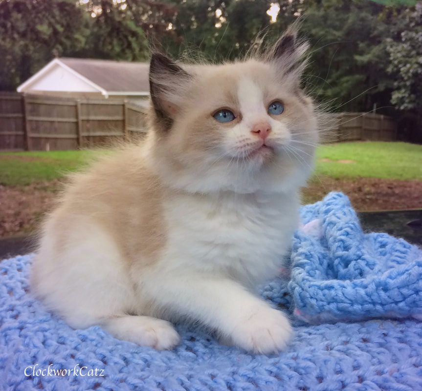 blue bicolor ragdoll kittens for sale